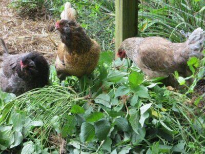 Succession Planting for Lazy Chicken Feed Image